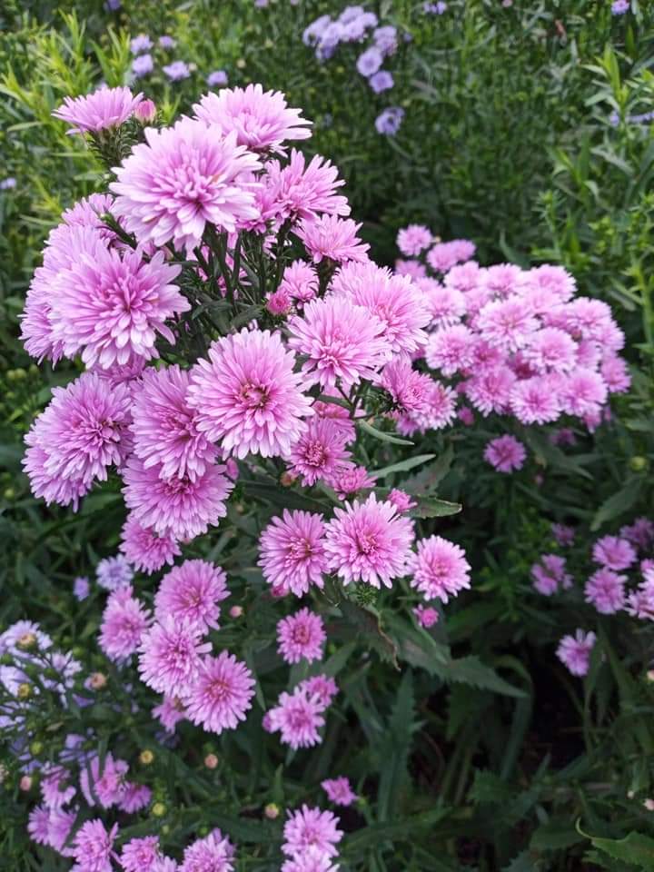 (50ต้น) มาปลูกดอกไม้สีสันสดใสสวยงาม ให้บ้านคุณน่าอยู่กัน จ้า.. ต้น ดอก มากาเร็ต & คัตเตอร์ white cutter flower margaret