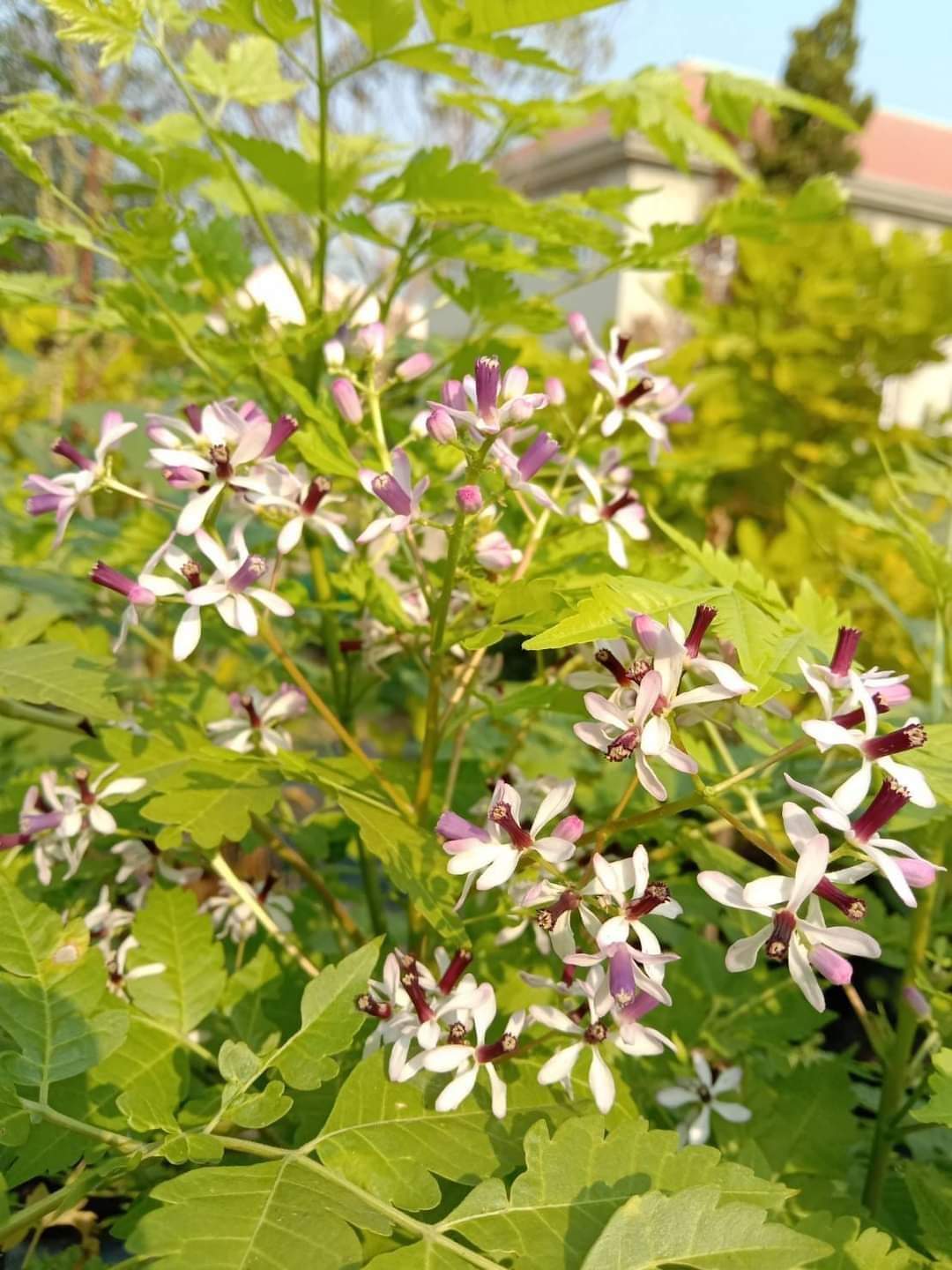 (1ต้น) ต้น เกษมณีสีทอง เมเปิ้ลเขียว เมเปิ้ลไทย Melia azedarach เลี่ยนทอง นารี เกรียน เฮี่ยน เลี่ยนดอกม่วง ลำเลี่ยน ลั้วะ โขวหนาย ขู่เลี่ยน ขู่เลี่ยนซู่ Bastard cedar, Bead tree Chaina tree Chinaball tree Persian lilac White cedar Melia azedarach L / Pongk