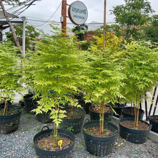 (1ต้น) ต้น เกษมณีสีทอง เมเปิ้ลเขียว เมเปิ้ลไทย Melia azedarach เลี่ยนทอง นารี เกรียน เฮี่ยน เลี่ยนดอกม่วง ลำเลี่ยน ลั้วะ โขวหนาย ขู่เลี่ยน ขู่เลี่ยนซู่ Bastard cedar, Bead tree Chaina tree Chinaball tree Persian lilac White cedar Melia azedarach L / Pongk