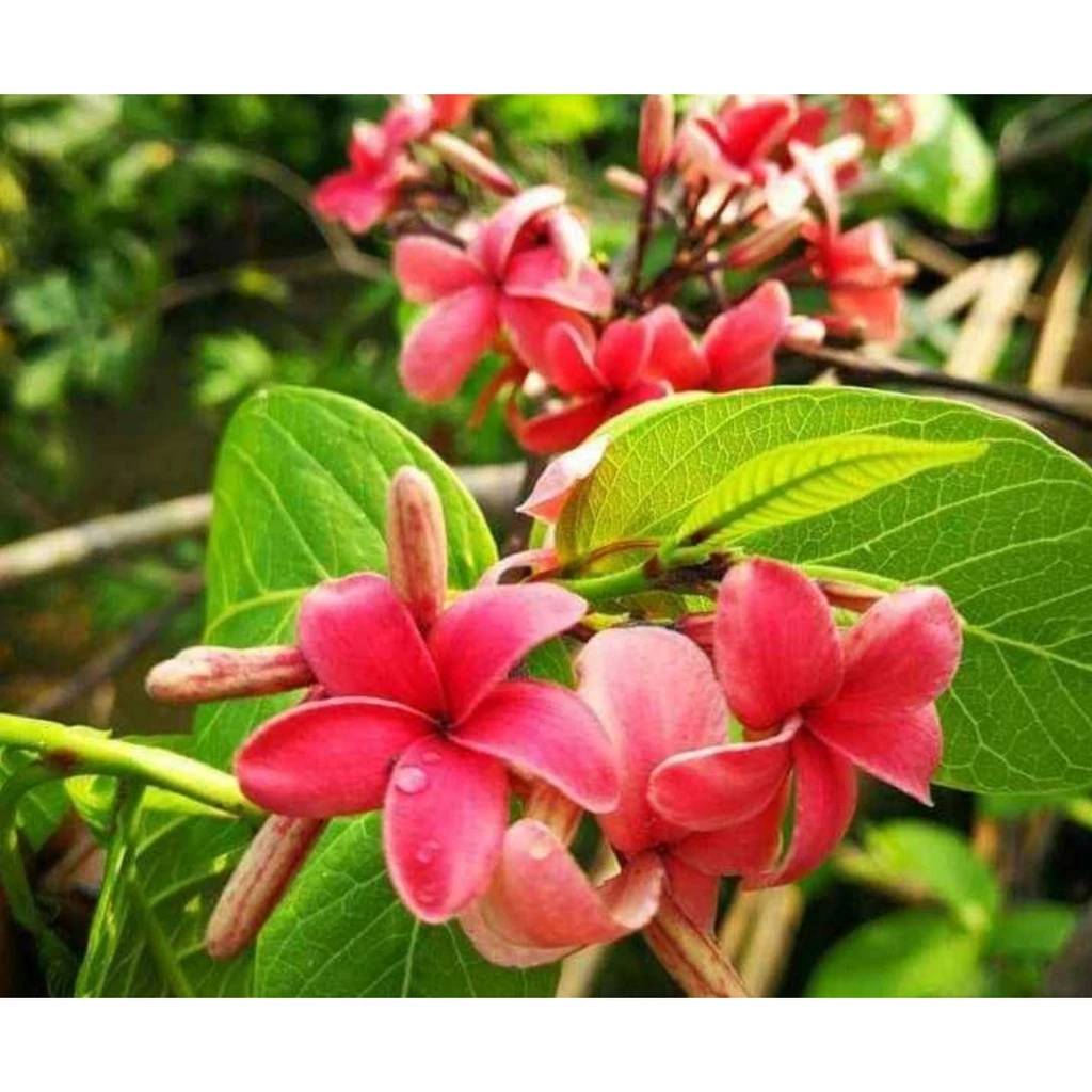 (1ต้น) สูง 50-70cm ต้น โมกหลวงชมพู โมกหลวง สีชมพู ต้นโมกหลวงสีชมพู / รัศมี