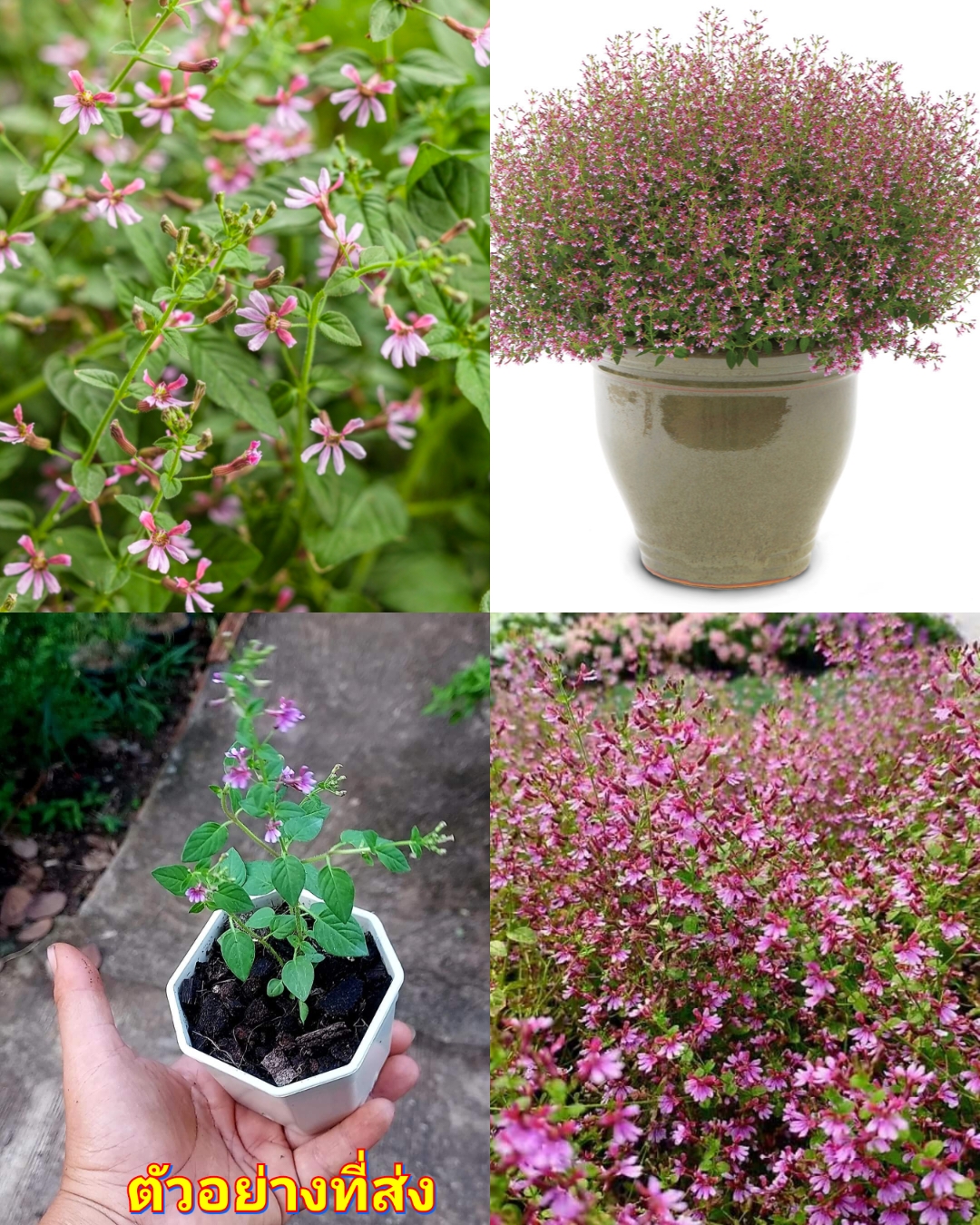 (4กระถาง) ต้น ดอกไม้จิ๋ว Fairy Dust Cuphea Edible Flower / Paradise