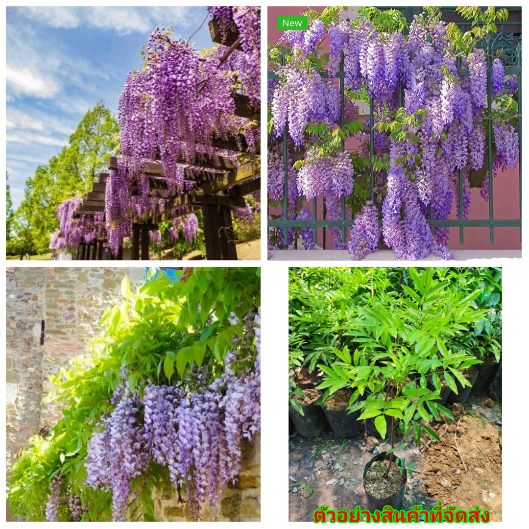(ขาย ต้นพันธุ์) ดอก ต้น วิสทีเรีย / วีสเทอเรีย ( Wisteria ) สี ม่วง ไม้ไทยดอกหอม