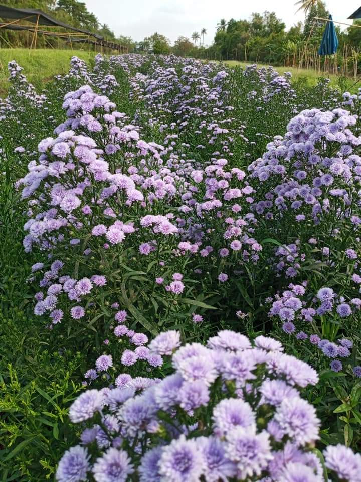 (50ต้น) มาปลูกดอกไม้สีสันสดใสสวยงาม ให้บ้านคุณน่าอยู่กัน จ้า.. ต้น ดอก มากาเร็ต & คัตเตอร์ white cutter flower margaret