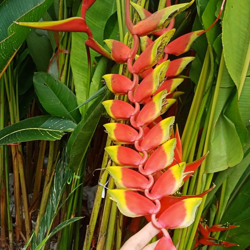 (1หน่อ)(ขาย หน่อพันธุ์) ดอก ต้น หน่อ เหง้า Heliconia rostrata TEN DAY เฮลิโคเนีย รอสตราต้า Nokair