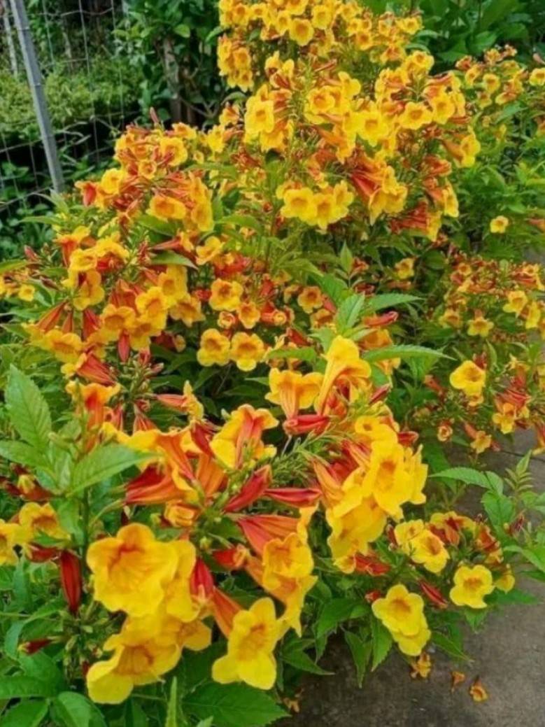 (2ต้น) ต้น ทองอุไรมิกกี้เมาส์ ทองอุไร ต้นทองอุไร มิกกี้เมาส์ happy