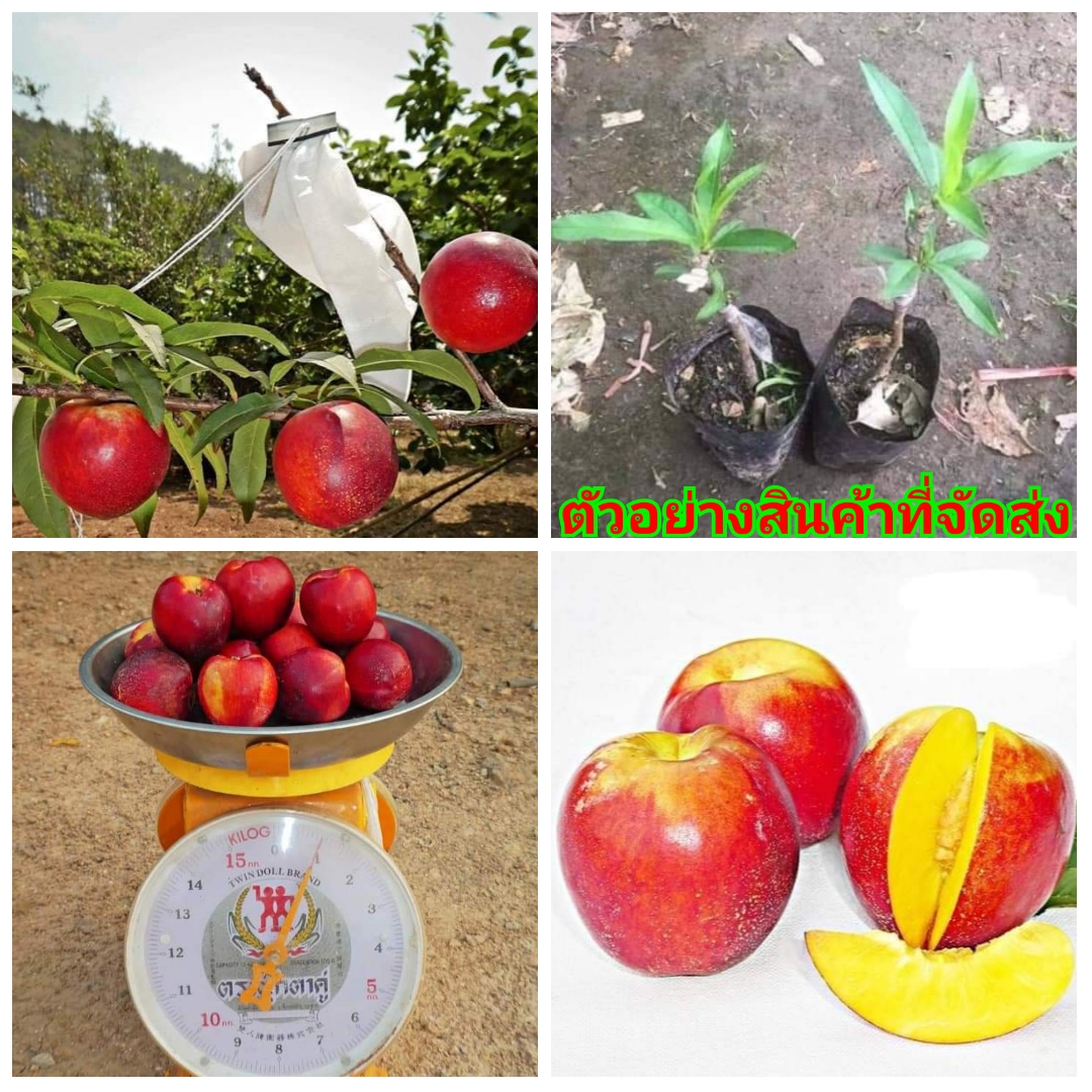 (ขาย ต้นพันธุ์ ) ผล ลูก ต้น เนกทารีน พันธุ์ เคอเมนมิรันด้า Carmen Miranda Nectarines ไร่อิงดาว