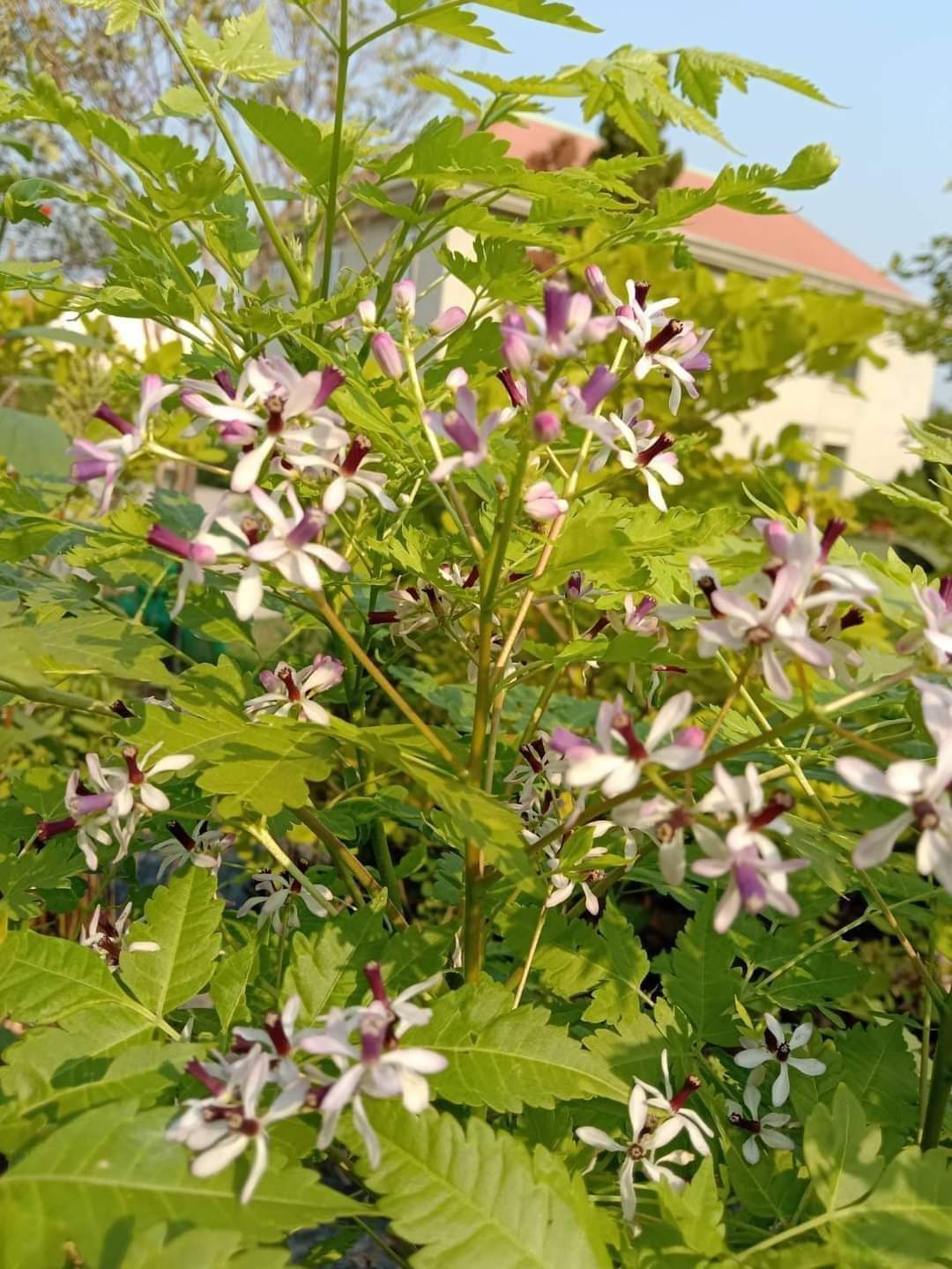 (1ต้น) ต้น เกษมณีสีทอง เมเปิ้ลเขียว เมเปิ้ลไทย Melia azedarach เลี่ยนทอง นารี เกรียน เฮี่ยน เลี่ยนดอกม่วง ลำเลี่ยน ลั้วะ โขวหนาย ขู่เลี่ยน ขู่เลี่ยนซู่ Bastard cedar, Bead tree Chaina tree Chinaball tree Persian lilac White cedar Melia azedarach L / Pongk