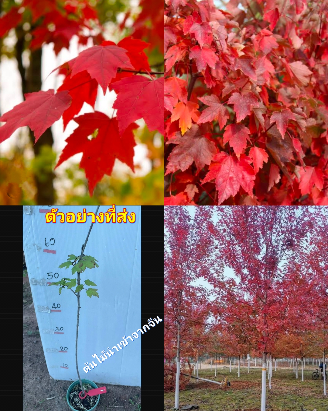 (1ต้น) ต้น อเมริกันเมเปิ้ล เมเปิ้ล ต้นเมเปิ้ล Acer Rubrum USA เมเปิ้ลแดงอเมริกา / ศรัณย์รักษ์