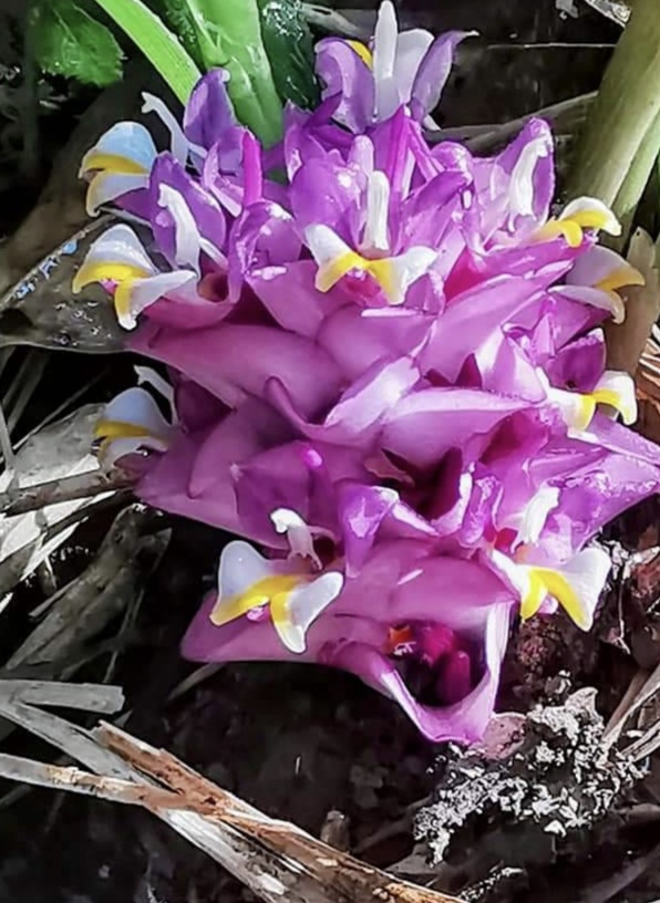 (3ต้น) ต้น หน่อ เหง้า กระเจียวสุเทพ Curcuma ecomata ต้นกระเจียวสุเทพ ดอกกระเจียวสุเทพ กระเจียว สุเทพ สมซง