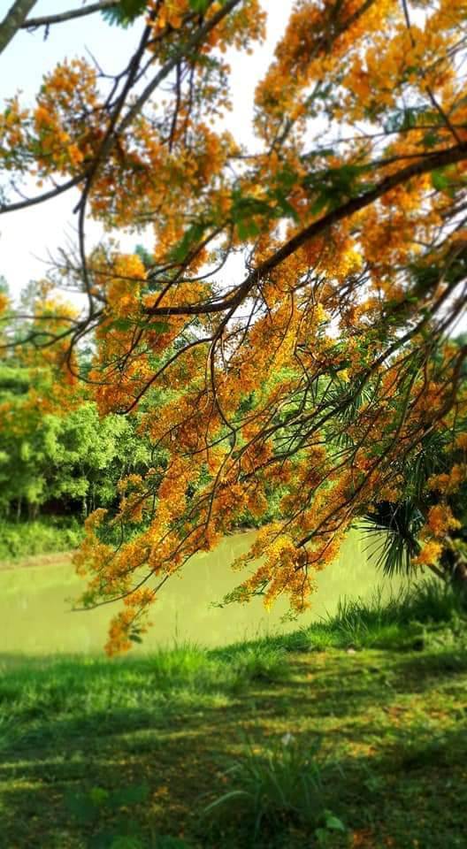 (2ต้น)(vาย ต้นพันธุ์) ต้น ดอก ต้นหางนกยูงสีทอง ต้นหางนกยูง สีเหลือง สีทอง สี เหลือง happy สำเนา