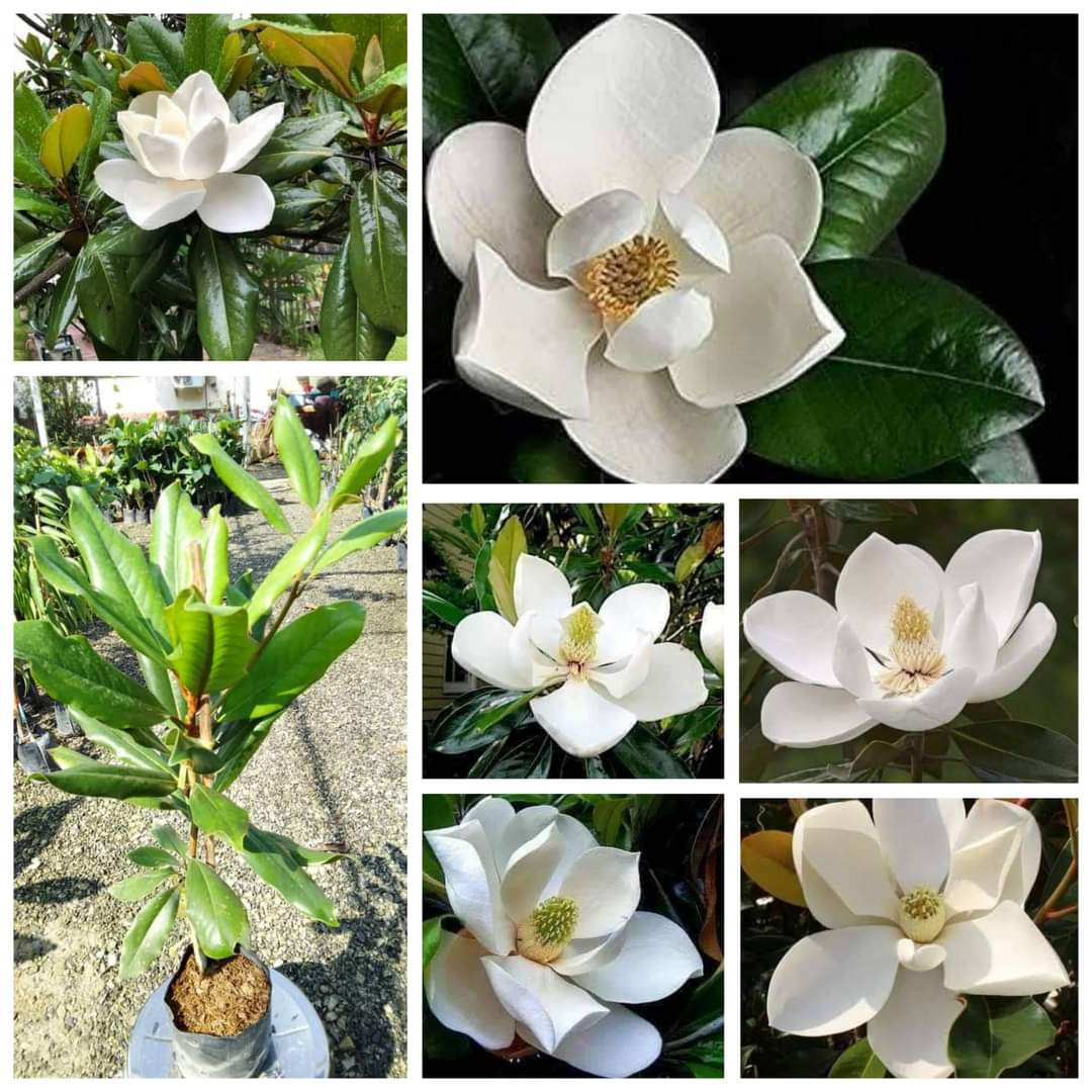 (1ต้น) สูง 80cm ต้น แมกโนเลีย แกรนด์ดิฟฟอร่า Magnolia grandiflora ตอนกิ่ง / Navin
