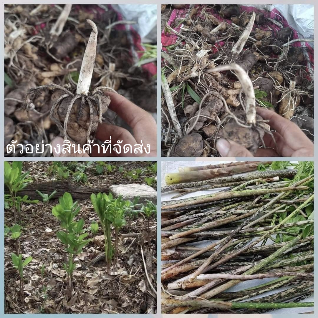 (1กก.)(ขาย หัวพันธุ์) ต้น เหง้า หัว บุกอีรอก ผักอีรอก ผักอีลอก บุกอีรอกเขา อีลอก อีลาย ว่านมงคล