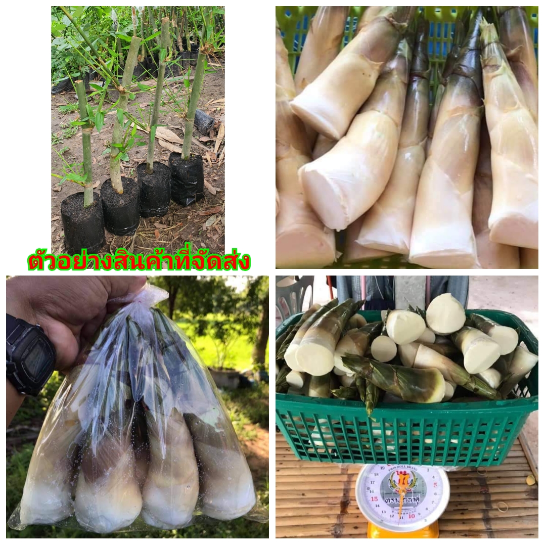 (1ต้น)(ขาย ต้นพันธุ์) ต้น ไผ่บงหวานเพชรน้ำผึ้ง เบอร์ 2 ไผ่บงหวาน เพชรน้ำผึ้ง ต้นไผ่บงหวานเพชรน้ำผึ้ง ต้นไผ่บงหวาน ไผ่ ต้นไผ่ / เบนซ์