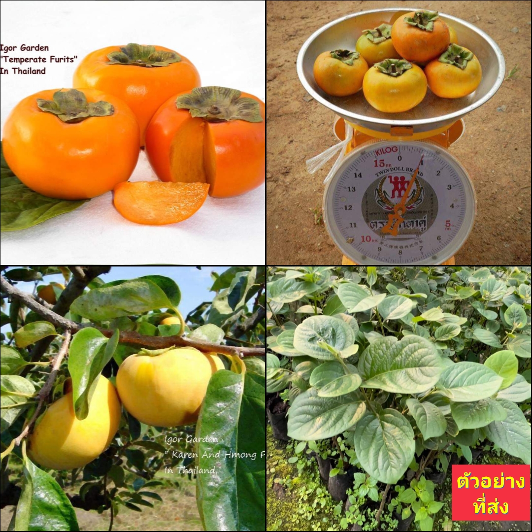 (1ต้น) ต้น พลับหวาน พันธุ์ ฟูยู่ ฟูยู ฟู่ยู่ Fuyu Persimmons plub ต้นพลับ ลูกพลับ พลับ หวาน พันธุ์แท้ 100% เสียบยอด / พิสุทธิ์