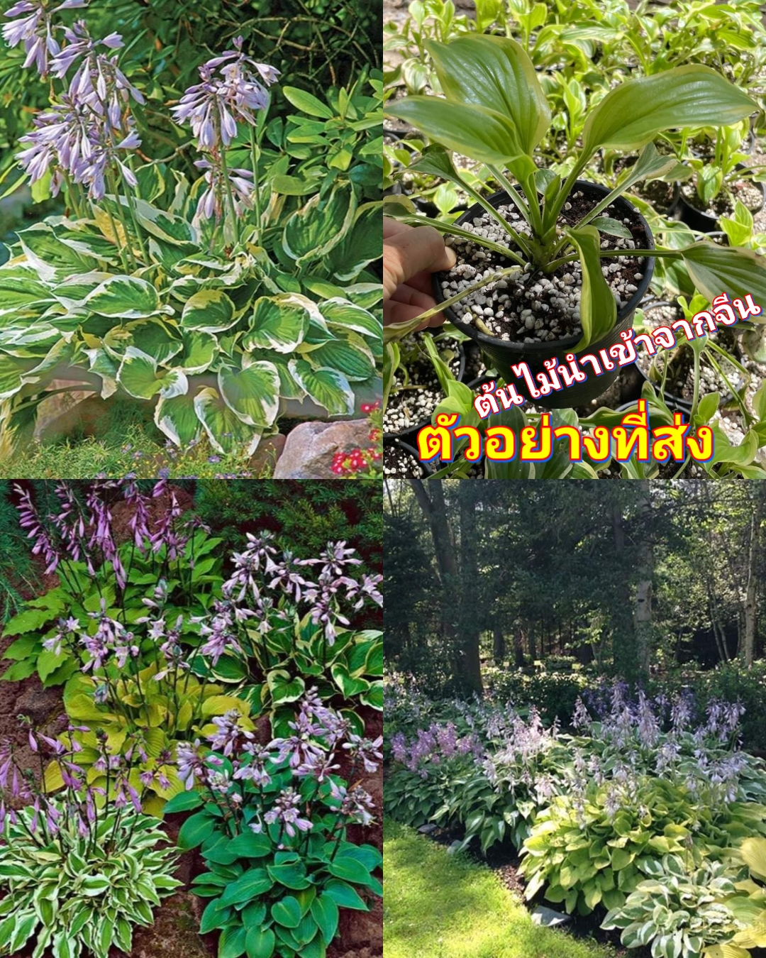 (1ต้น) ต้น ฮอสต้าด่าง hosta ต้นฮอสต้า ด่าง ดอกสีม่วง / ศรัณย์รักษ์