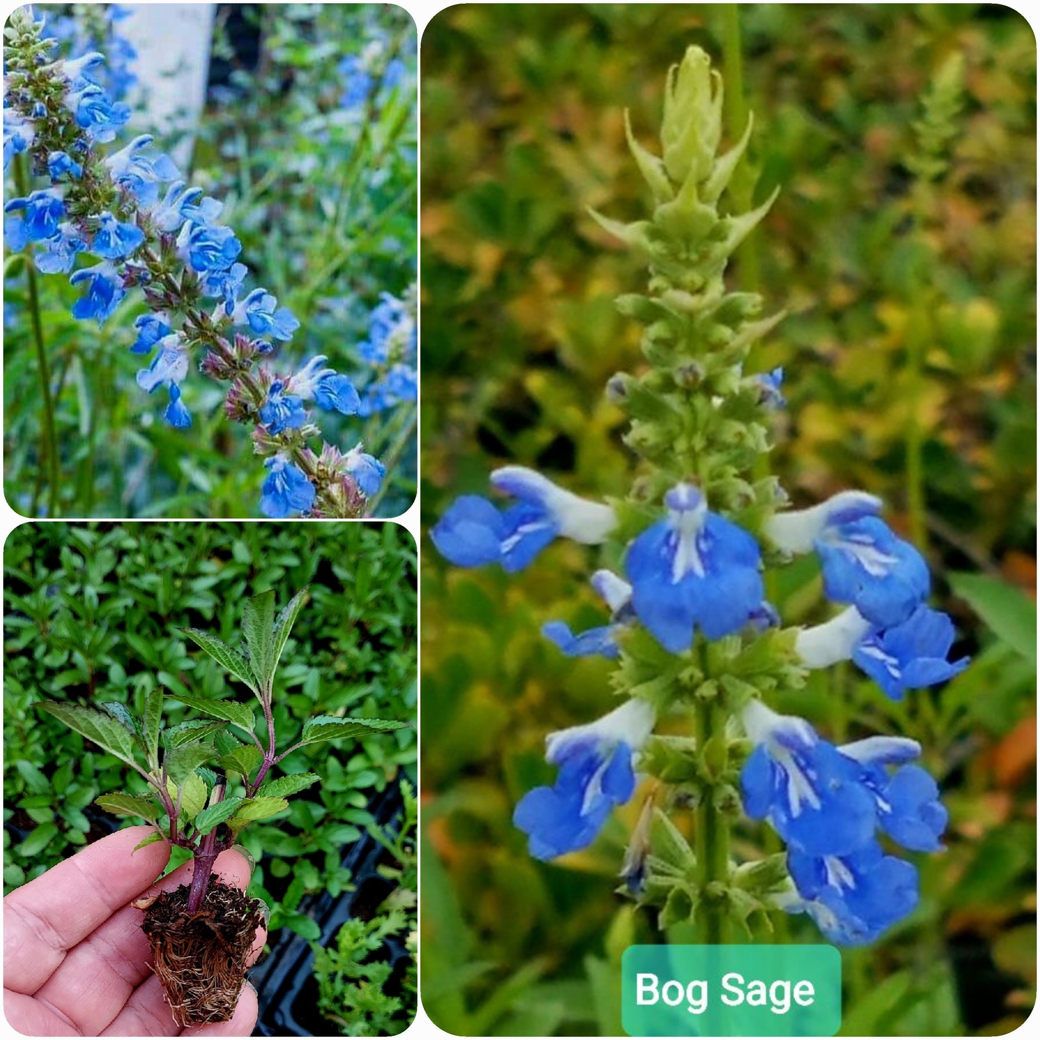 ต้นซัลเวีย ต้นซัลเวียร์ ซัลเวีย ซัลเวียร์ Amistad Salvia Anthony Parker Bog sage Ember's wishes Wendy'swishes Kiss&wishes สี ม่วง น้ำเงิน ฟ้าใส แดงส้ม แดงเข้ม ชมพู / esidarap