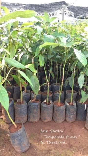 (1ต้น) ต้น อะโวกาโด้ อะโวคาโด อะโวคาโด้ พันธุ์ แฮส Hass Avocado ต้นอะโวคาโด / พิสุทธิ์