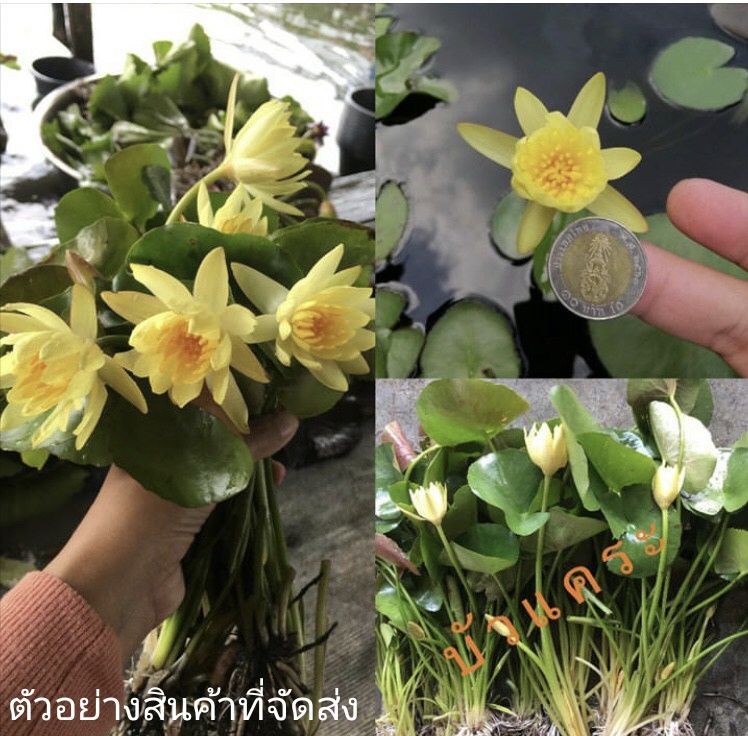 (ขาย ต้นพันธุ์) ดอก ต้น บัวแคระจิ๋ว สี เหลือง สด บัว ต้นบัว ดอกบัว Lotus tree