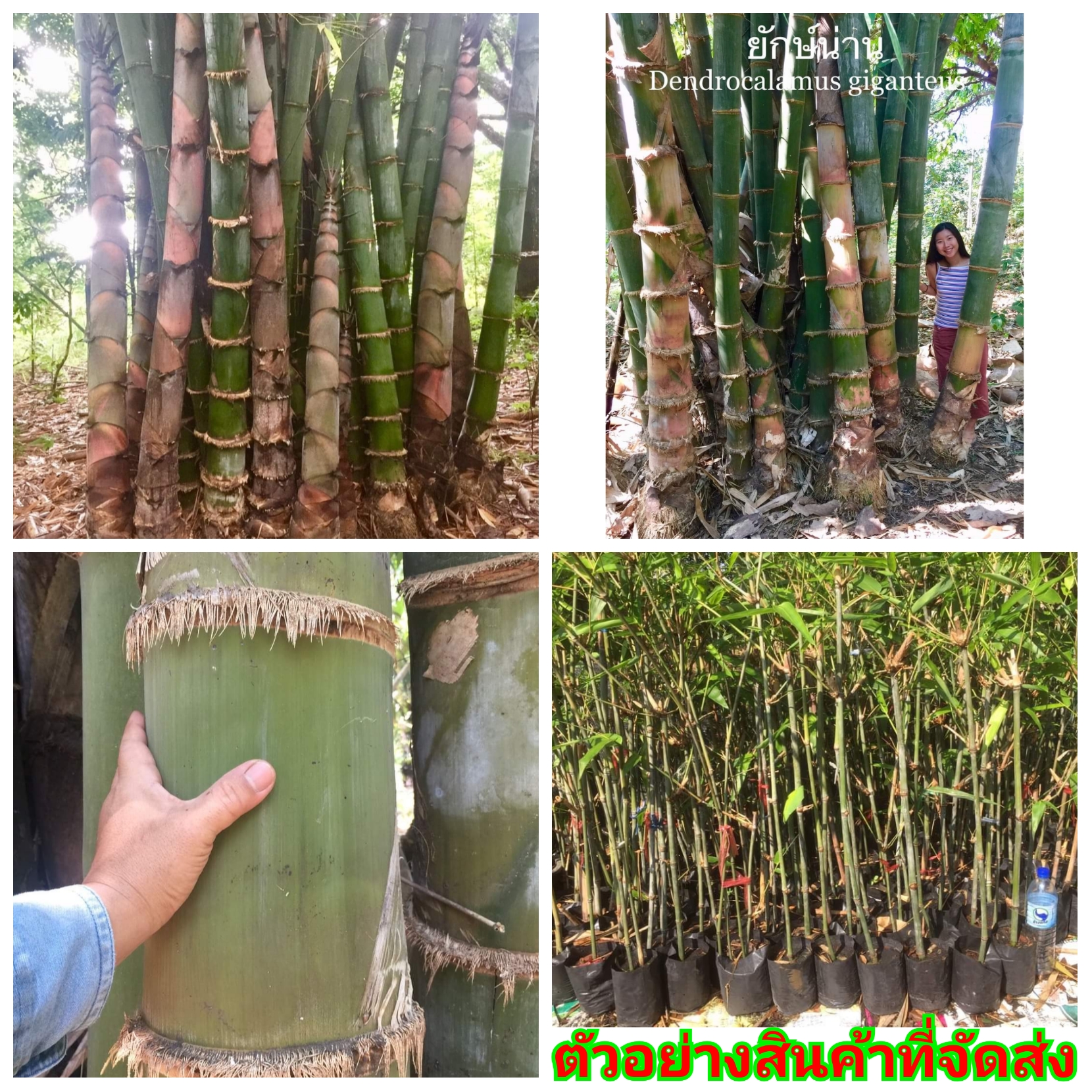 (ขาย ต้นพันธุ์) ต้น ไผ่ ไผ่ยักษ์น่าน ไผ่ยักษ์ ไผ่ใหญ่ ( Dendrocalamus giganteus – Yak Nan ) บ้านสวนเก็บตะวัน