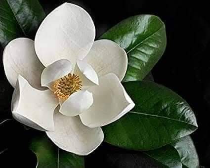 (1ต้น) สูง 80cm ต้น แมกโนเลีย แกรนด์ดิฟฟอร่า Magnolia grandiflora ตอนกิ่ง / Navin