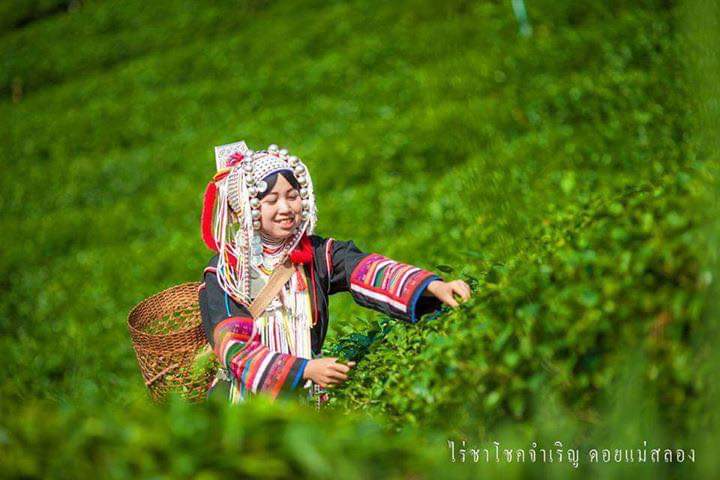 (มี7สูตร) ชาอู่หลง ชาอูหลง ชาชั้นเลิศจาก ดอยแม่สลอง emerald thai tea ชาไทยมรกต ใบชาโชคชัยจำเริญ