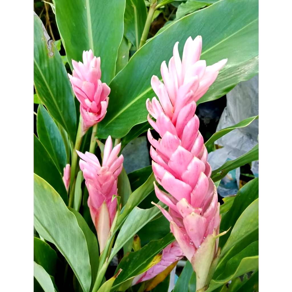ต้น หน่่อ ดอก ขิงชมพู ต้นขิงชมพู สีชมพู ขิงแดง ต้นขิงแดง สีแดง ขิงประดับ Alpinia purpurata Eileen Macdonald / eenahcad