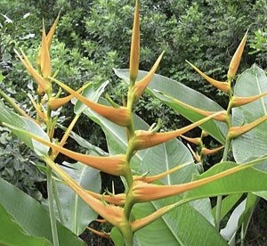(1หน่อ)(ขาย หน่อพันธุ์) ดอก ต้น หน่อ เหง้า Heliconia latispatha Orange gyro ลาทีสพาธ่า ออเร้นท์ ไจโร heliconia เฮลิโคเนีย Nokair