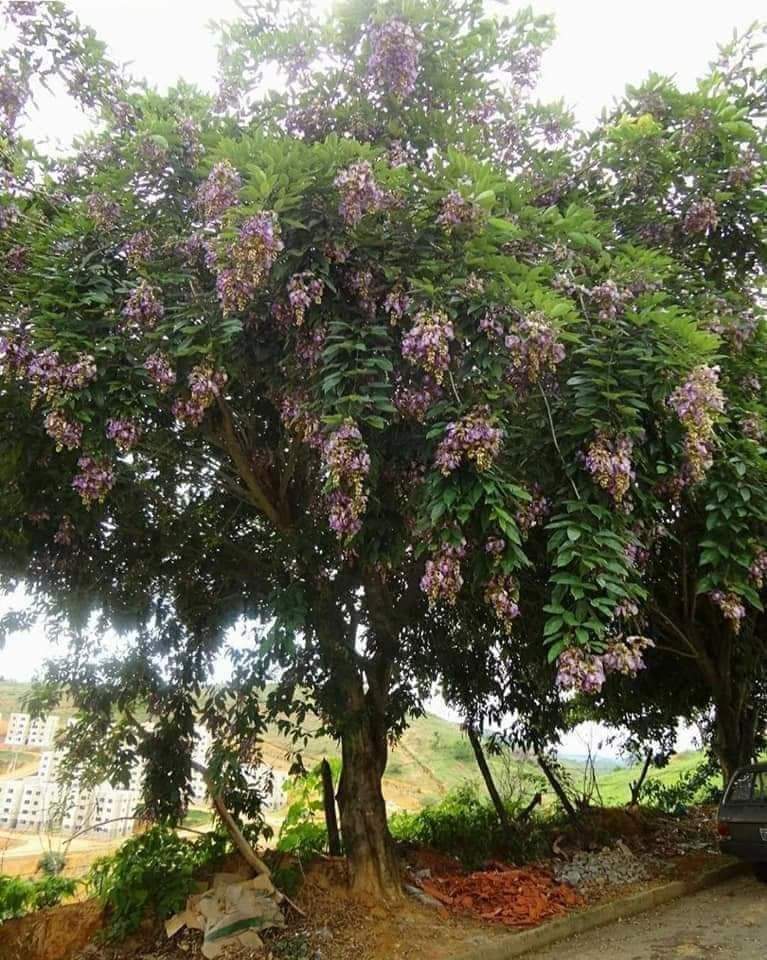 (1ต้น) ต้น สูง 40-50cm เพาะจากเมล็ด คลิทอเรีย อัญชันต้น ดอกช่อม่วง CLITORIA FAIRCHILDIANA อัญชัน / Navin