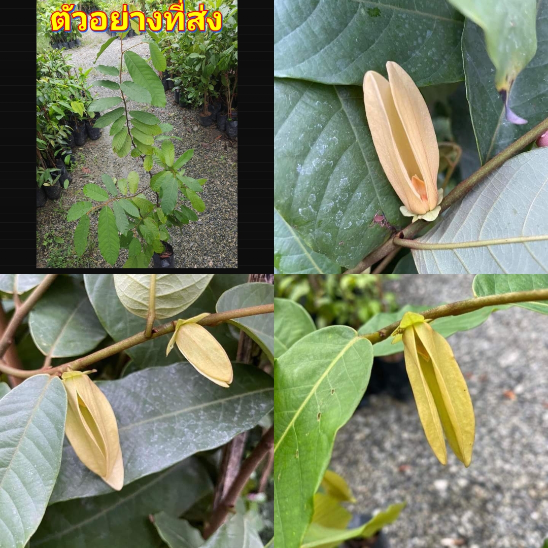 (1ต้น) สูง 50-60cm ต้น บุหงาเซิง ต้นบุหงาเซิง / นาวิน