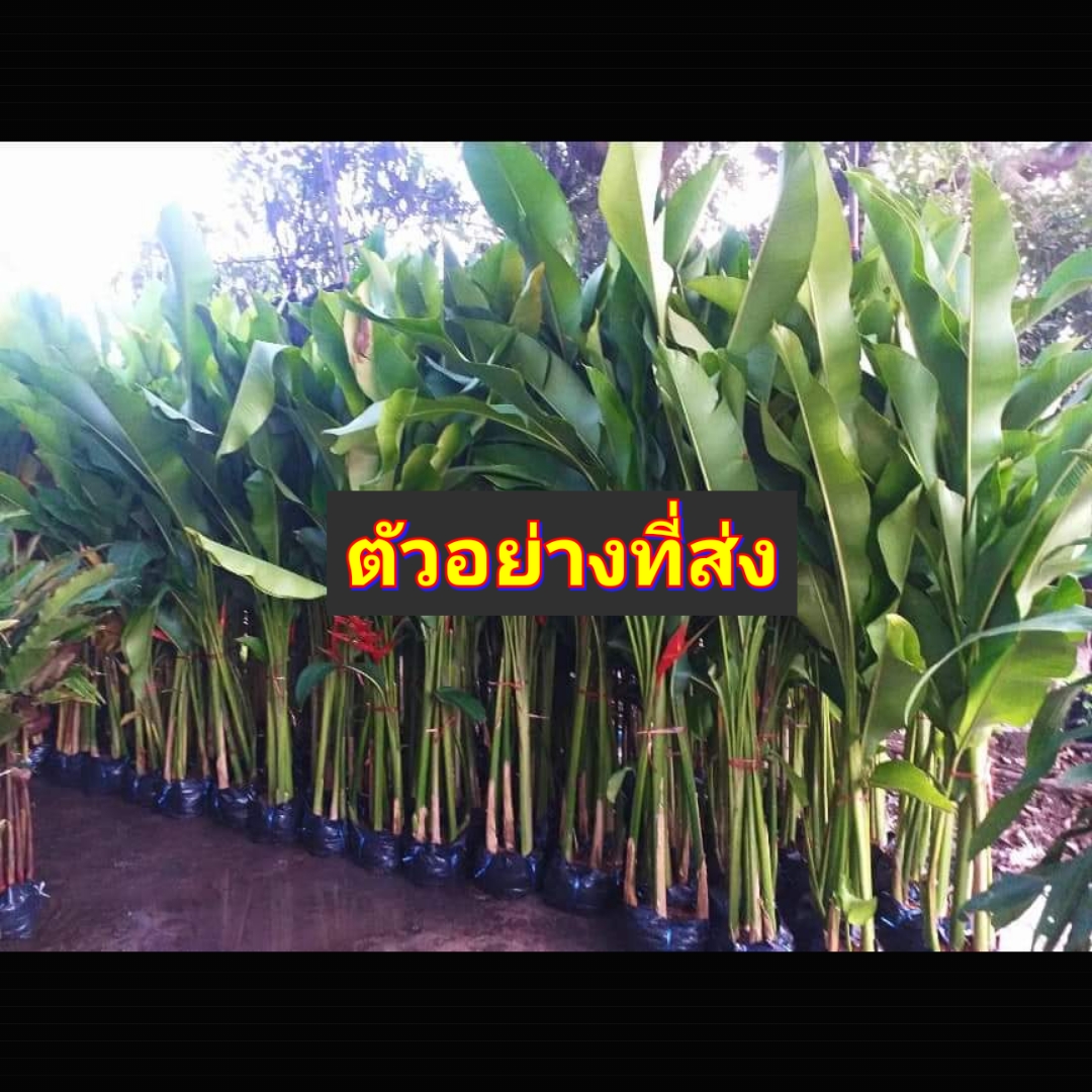 (1กอ) กอ ต้น เฮลิโคเนีย บิ๊กบัด สี แดง Heliconia stricta Huber Big Bud ก้ามปูแดงดอกใหญ่ เพอเพอเรีย Tinutda