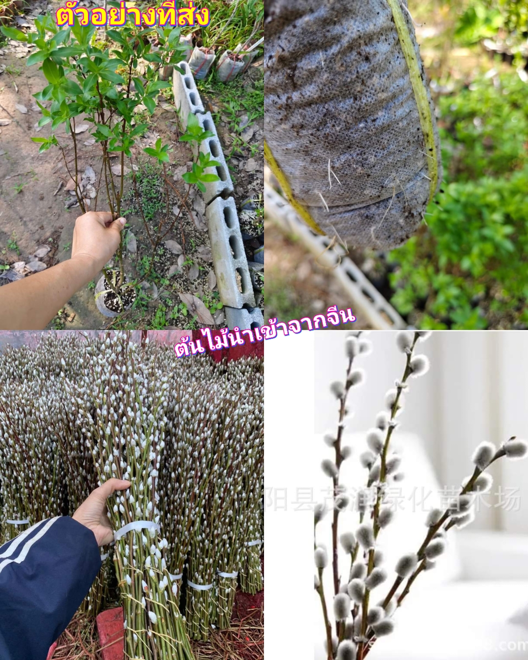 (1ต้น) ต้น ซิวเวอร์วิลโล ซิลเวอร์วิลโลว์ Silver Willow / saranrak