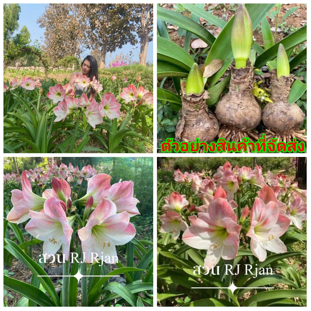(ขาย หัวพันธุ์) ต้น ดอก เหง้า หัว ว่านสี่ทิศ Four directions Apple Blossom แอปเปิ้ลบลอสซั่ม แอปเปิ้ลบลสซั่ม chatchana
