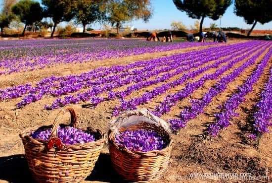 (1หัว) หญ้าฝรั่น หญ้า ฝรั่น ( ฝะหรั่น ) หรือเรียกว่า Saffron Crocus / ศรัณย์รักษ์