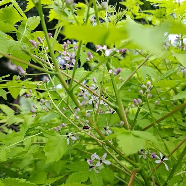 (1ต้น) ต้น เกษมณีสีทอง เมเปิ้ลเขียว เมเปิ้ลไทย Melia azedarach เลี่ยนทอง นารี เกรียน เฮี่ยน เลี่ยนดอกม่วง ลำเลี่ยน ลั้วะ โขวหนาย ขู่เลี่ยน ขู่เลี่ยนซู่ Bastard cedar, Bead tree Chaina tree Chinaball tree Persian lilac White cedar Melia azedarach L / Pongk