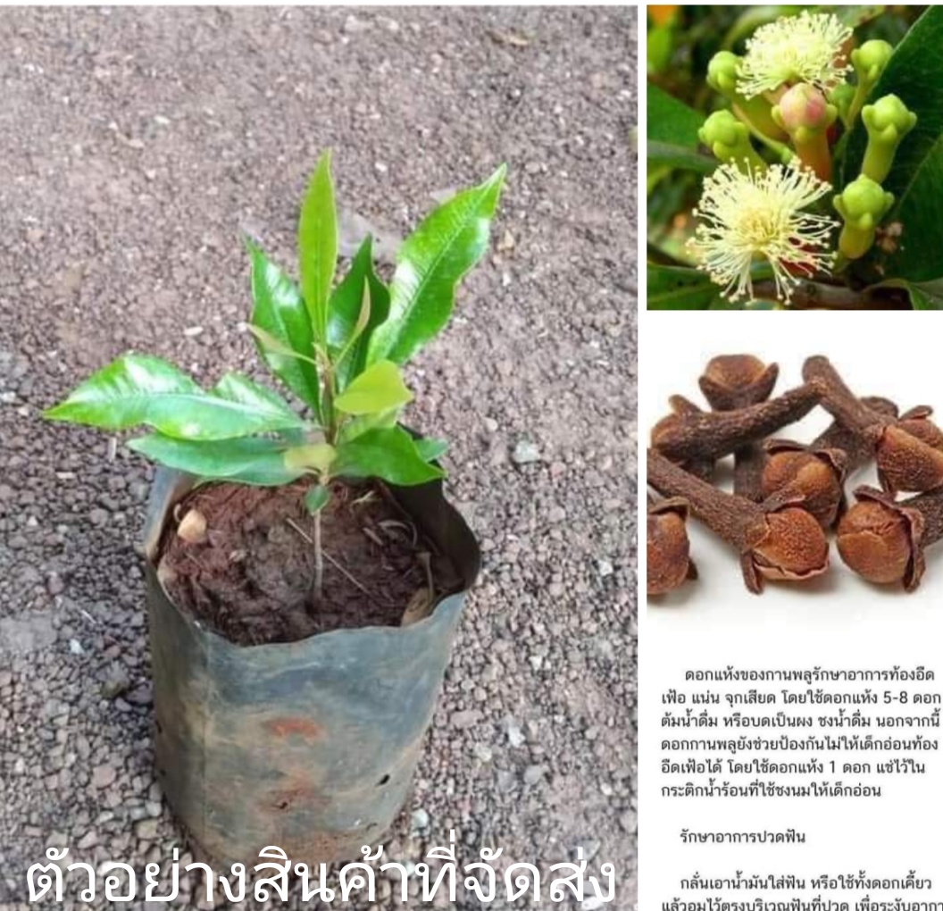 (ขาย ต้นพันธุ์) ต้น ดอก กานพลู ต้นกานพลู ลุงหนวด พันธุ์ไม้ สำเนา