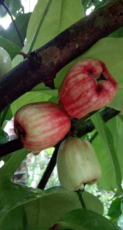 (ขาย ต้นพันธุ์) ต้น ชมพู่สาแหรก ต้นชมพู่สาแหรก ชมพู่สาแหลก ต้นชมพู่สาแหลก ต้นชมพู่ ชมพู่ สาแหรก Soa