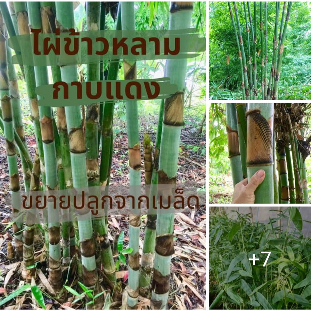 ไผ่ข้าวหลามกาบแดง ลำไผ่ที่นำมาทำกระบอกข้าวหลามได้ดีที่สุด ไผ่ ต้นไผ่ ไผ่ข้าวหลาม บ้านสวนเก็บตะวัน