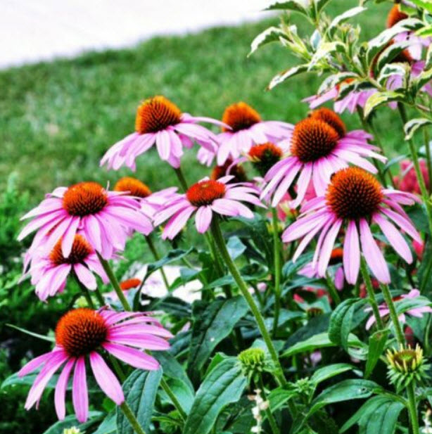 (1ต้น) ต้น เอ็คไคนาเซีย Echinacea ต้นเอ็คไคนาเซีย / Paradise