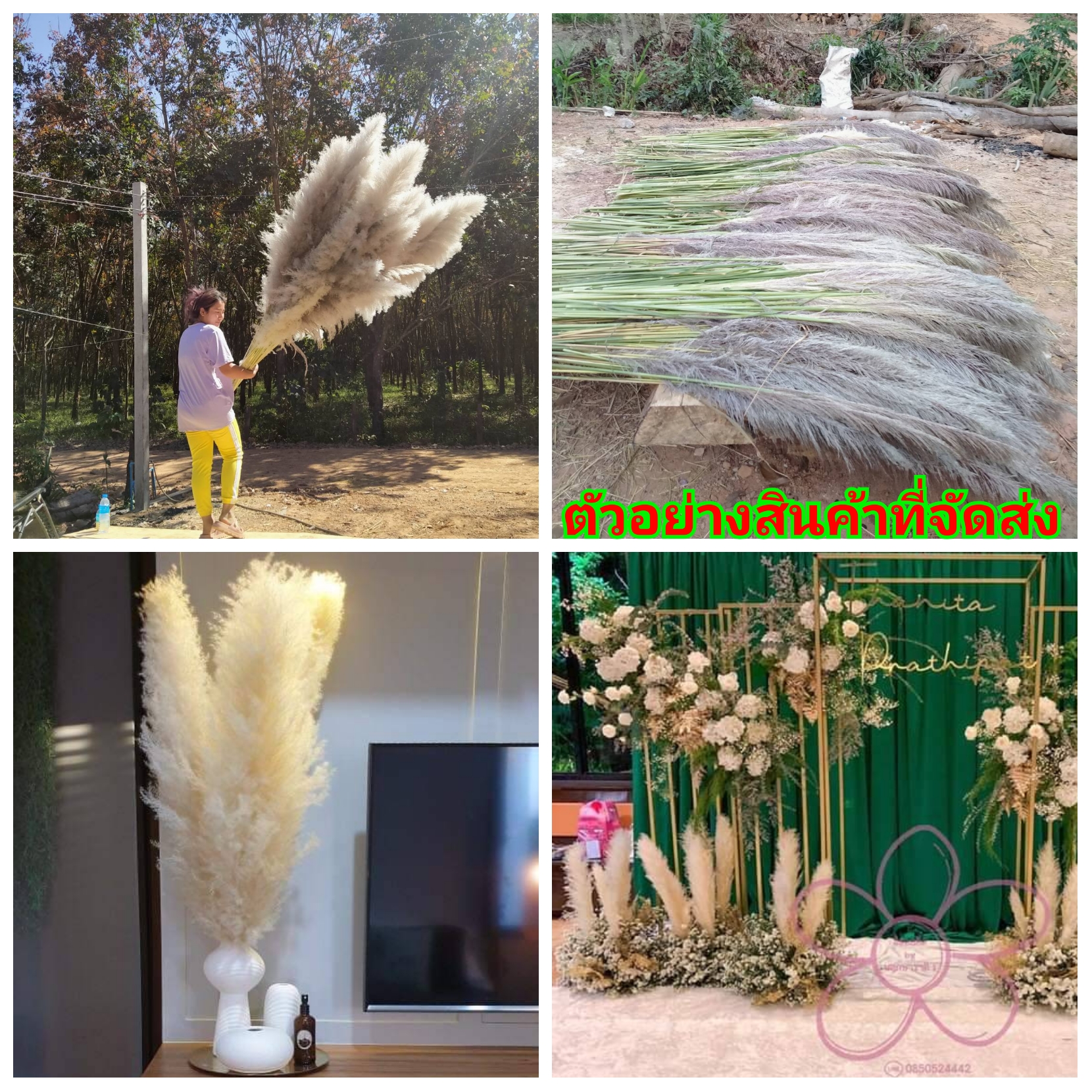 (สั่งขั้นต่ำ5ก้าน) (ขาย ก้านดอก) ต้น ดอก ก้าน ดอกแพมพัส ดอกเลา Pampas flower สุภาวดี