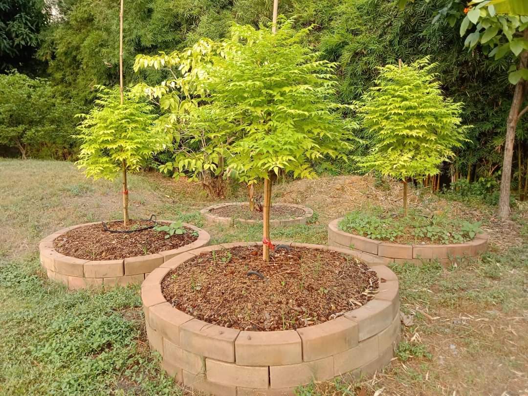 (1ต้น) ต้น เกษมณีสีทอง เมเปิ้ลเขียว เมเปิ้ลไทย Melia azedarach เลี่ยนทอง นารี เกรียน เฮี่ยน เลี่ยนดอกม่วง ลำเลี่ยน ลั้วะ โขวหนาย ขู่เลี่ยน ขู่เลี่ยนซู่ Bastard cedar, Bead tree Chaina tree Chinaball tree Persian lilac White cedar Melia azedarach L / Pongk