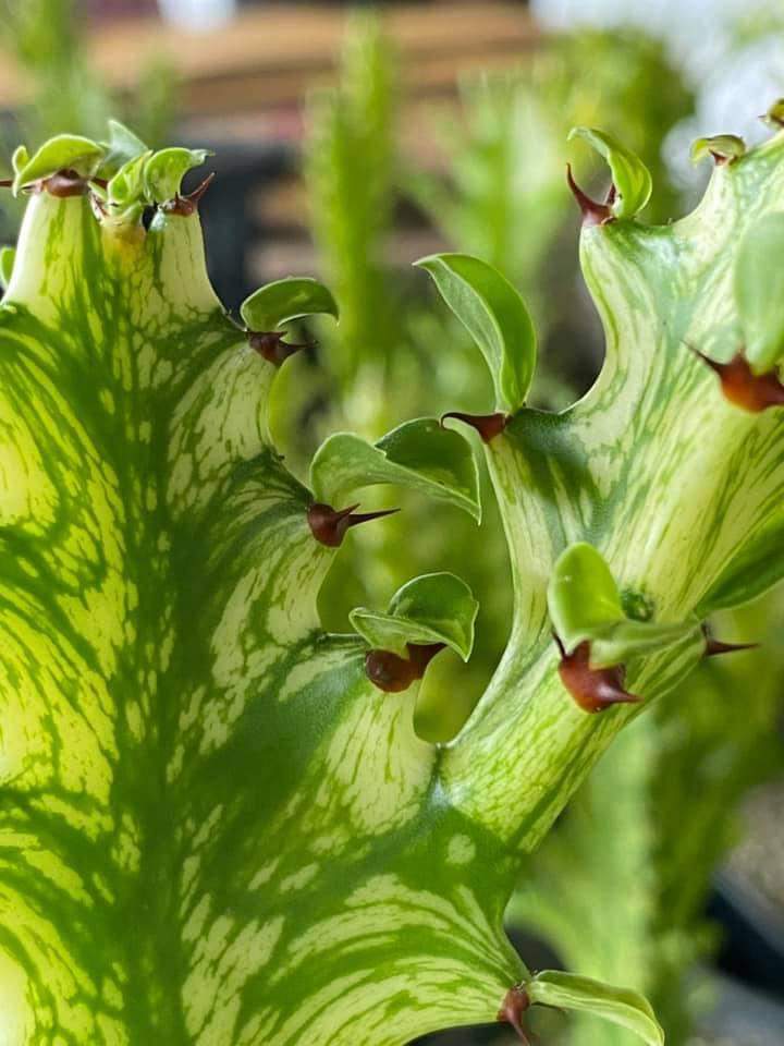 (1ต้น) ต้น ยูโฟเบีย สลัดไดด่าง Euphorbia trigona variegated ต้นสลัดไดด่าง / สวนต้นไม้ตายาย สำเนา