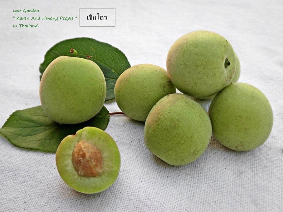 (1ต้น) มี4 พันธุ์ ให้เลือก ต้นบ้วย ต้นบ๊วย บ้วย บ๊วย plum tree ขุนวาง เบอร์ 2 ปิงติง เจียโถว ยูมิ / พิสุทธิ์