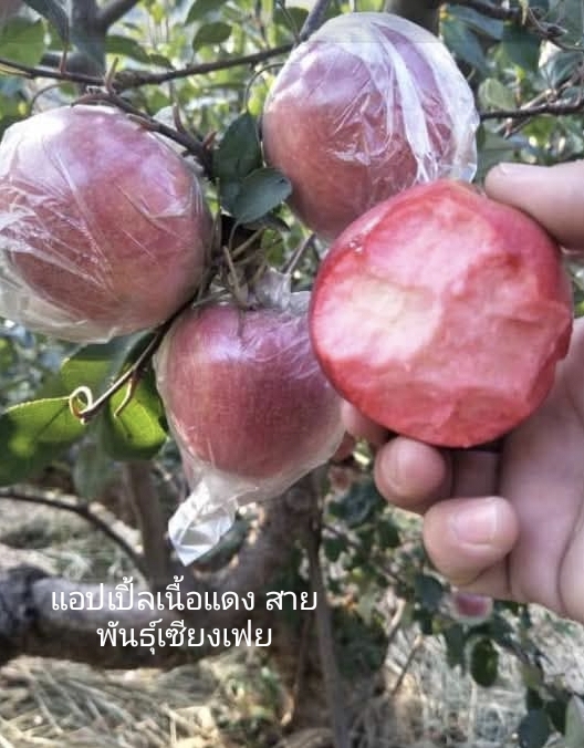 (1ต้น) ต้น แอปเปิ้ลฟูจิ ต้นแอปเปิ้ลฟูจิ แอปเปิ้ล ต้นแอปเปิ้ล ฟูจิ วีนัส แอนนา หัวใจไก่ ฟูจิ เนื้อแดง สำเนา