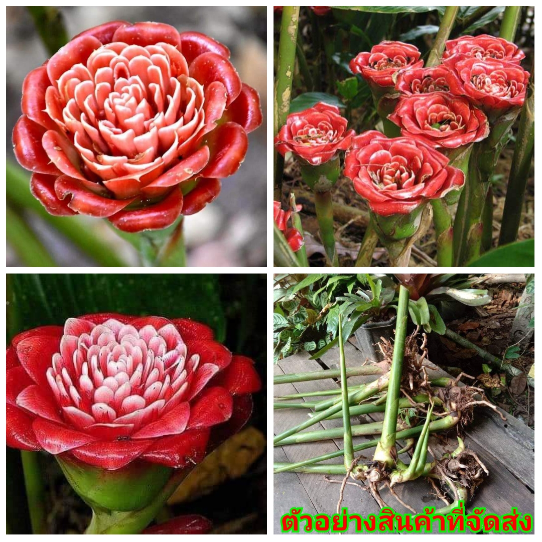 ดอก ต้น หน่อ เหง้า ดาหลา ดาหลากุหลาบ สยาม ต้นดาหลา ดอกดาหลา กาหลากุหลาบ สีแดง Siam rose Rose of Siam torch ginger / Sao 2