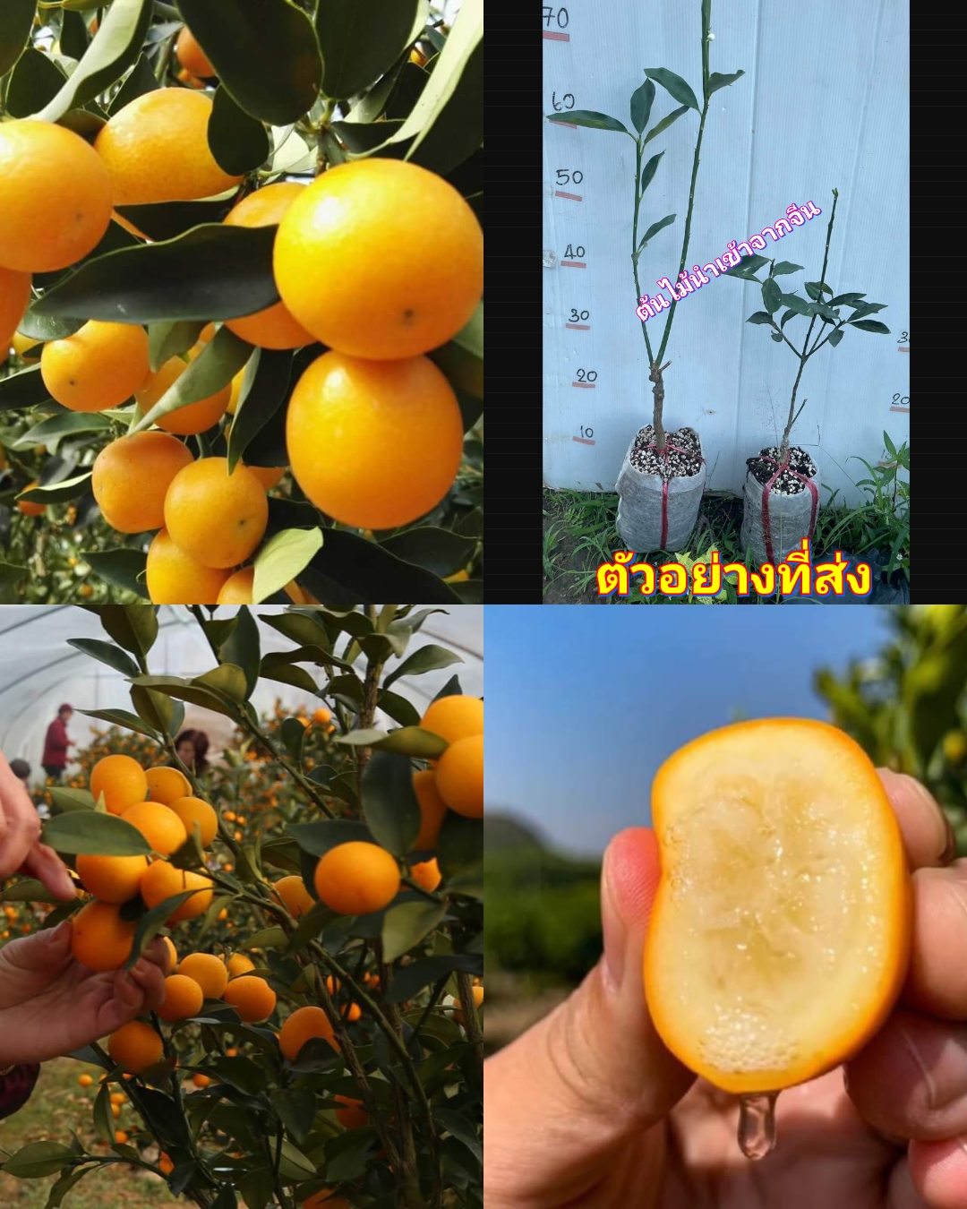 (1ต้น) สูง 50-70cm ต้น ส้มคัมควอทน้ำผึ้ง ส้มคัมควอท ส้มคัมควัท น้ำผึ้ง Kumquats / ศรัญลักษณ์