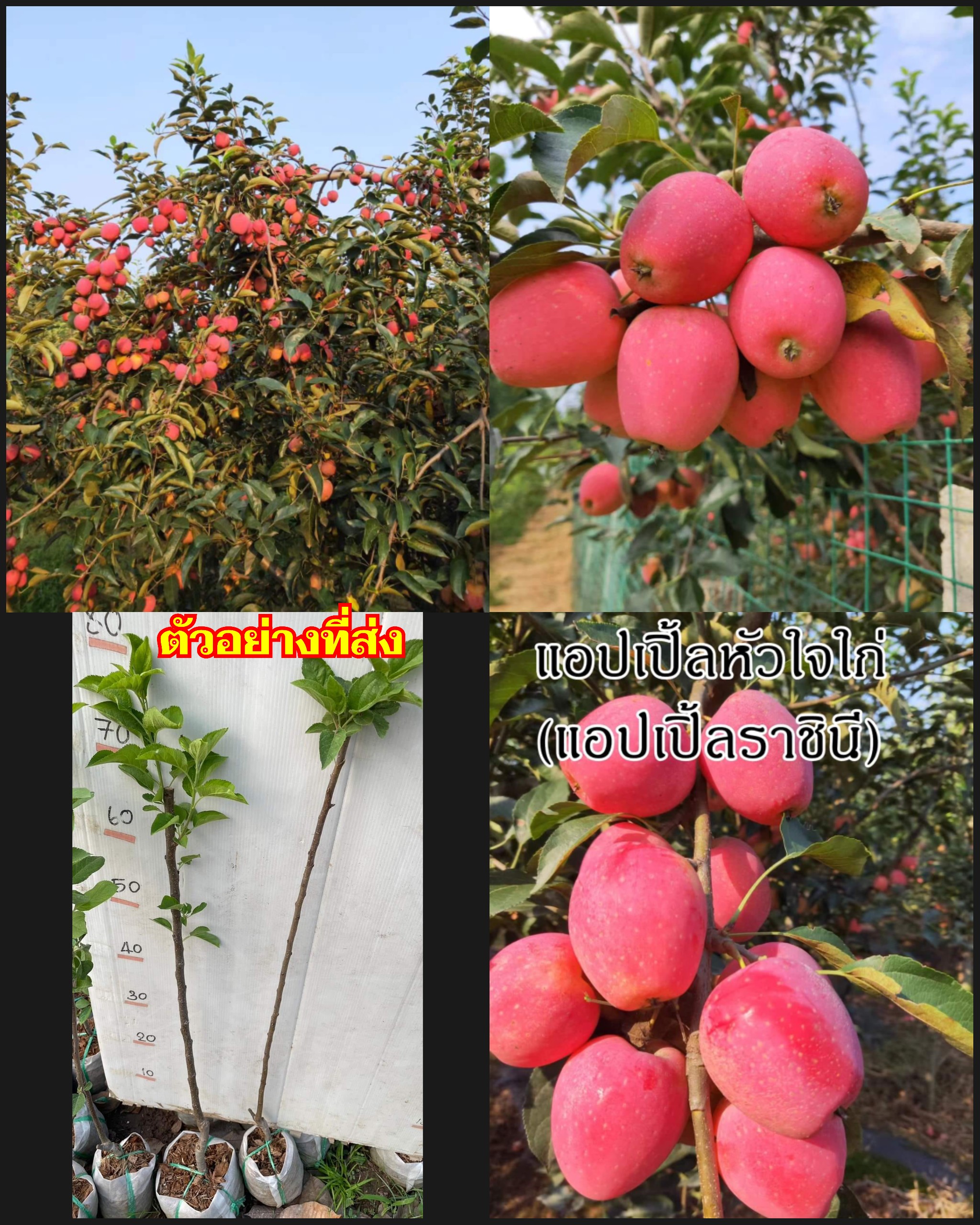 ต้น เสียบยอด สูง 50-60cm แอปเปิ้ลหัวใจไก่ แอปเปิ้ลราชินี Apple tree / klisnus