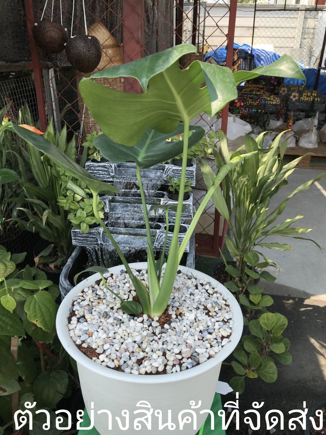 (ขาย ต้นพันธุ์) มอนสเตอร่า (ไม่รวมกระถาง) monstera มอลสเตล่า ไม้พารวย