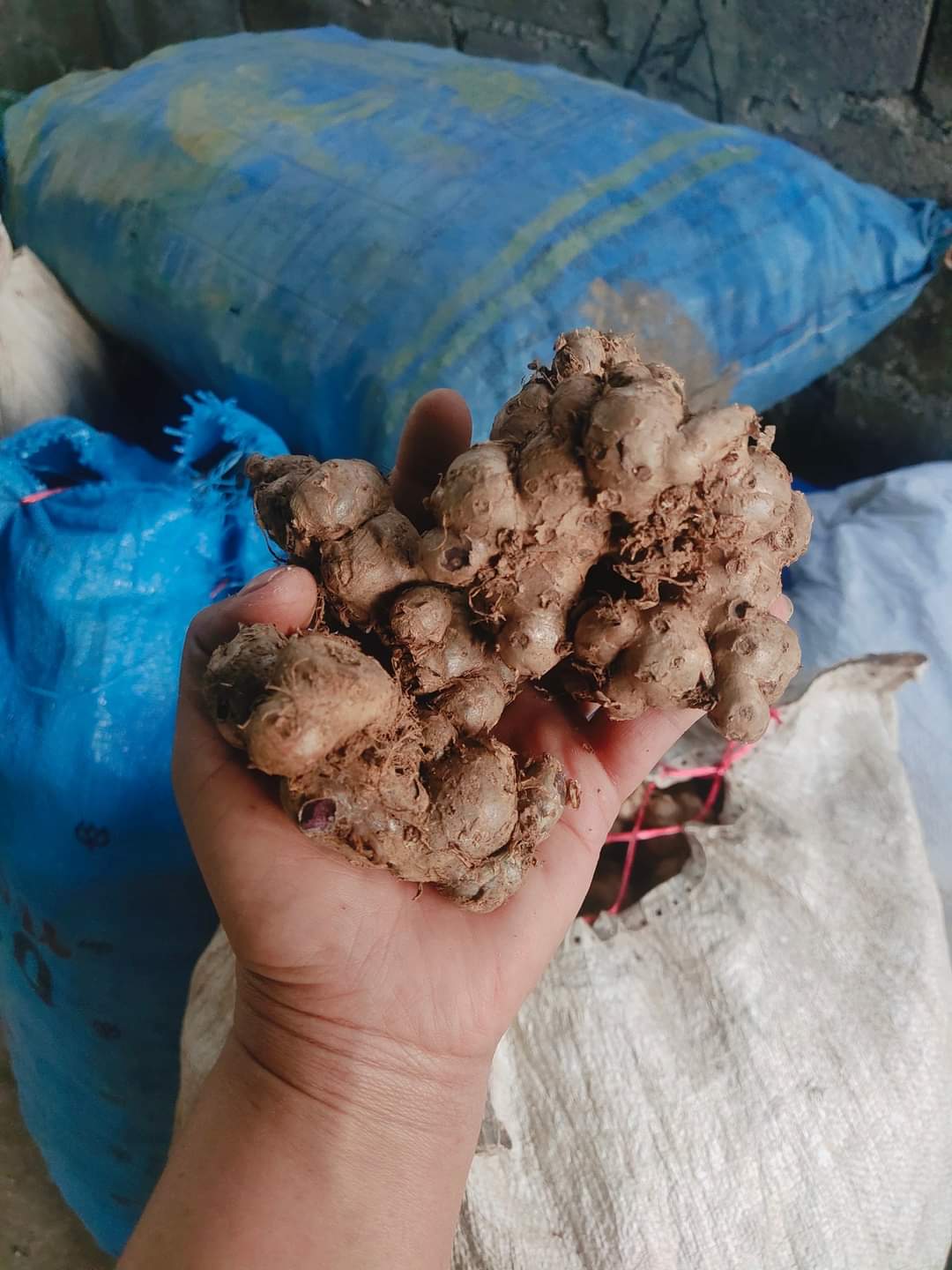 (1กก) เหง้า หัว กระชายดำ เหง้าสด เหง้ากระชายดำ กระชาย ดำ หัวกระชายดำ สวนบนดอย