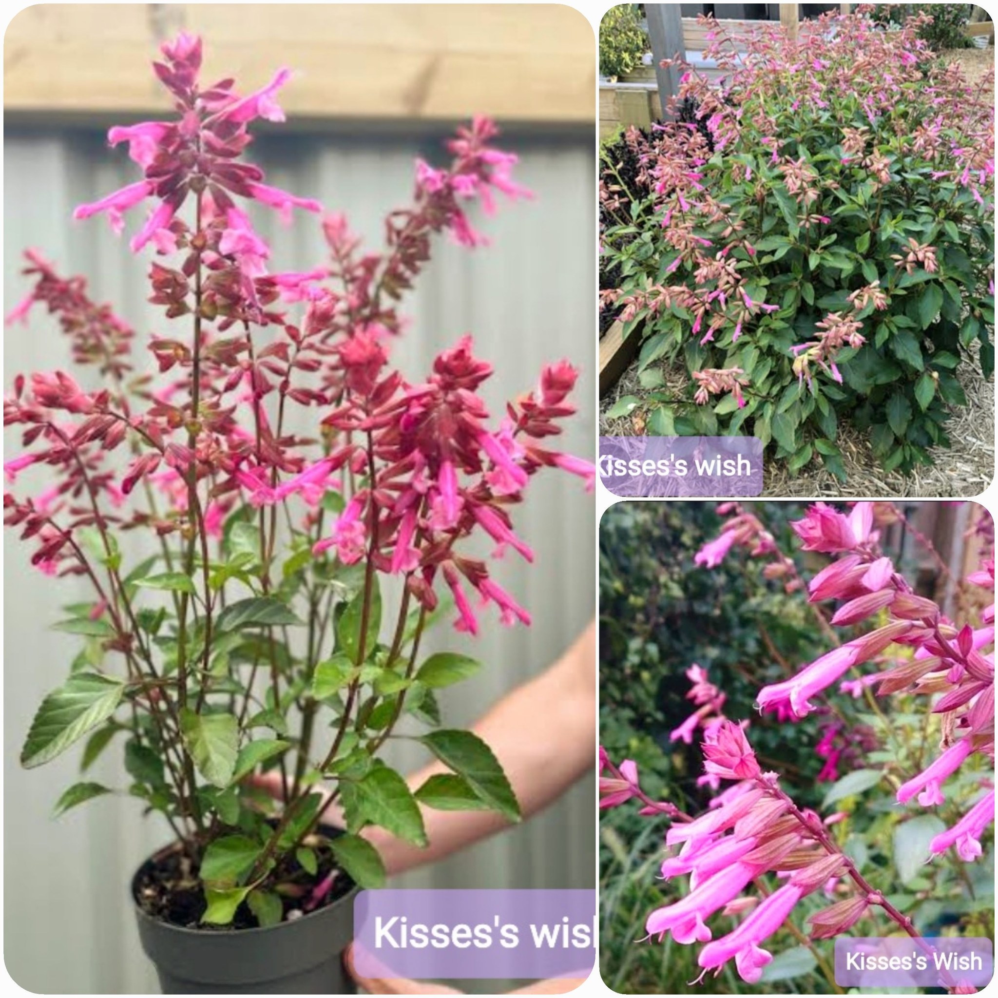 ต้นซัลเวีย ต้นซัลเวียร์ ซัลเวีย ซัลเวียร์ Amistad Salvia Anthony Parker Bog sage Ember's wishes Wendy'swishes Kiss&wishes สี ม่วง น้ำเงิน ฟ้าใส แดงส้ม แดงเข้ม ชมพู / esidarap