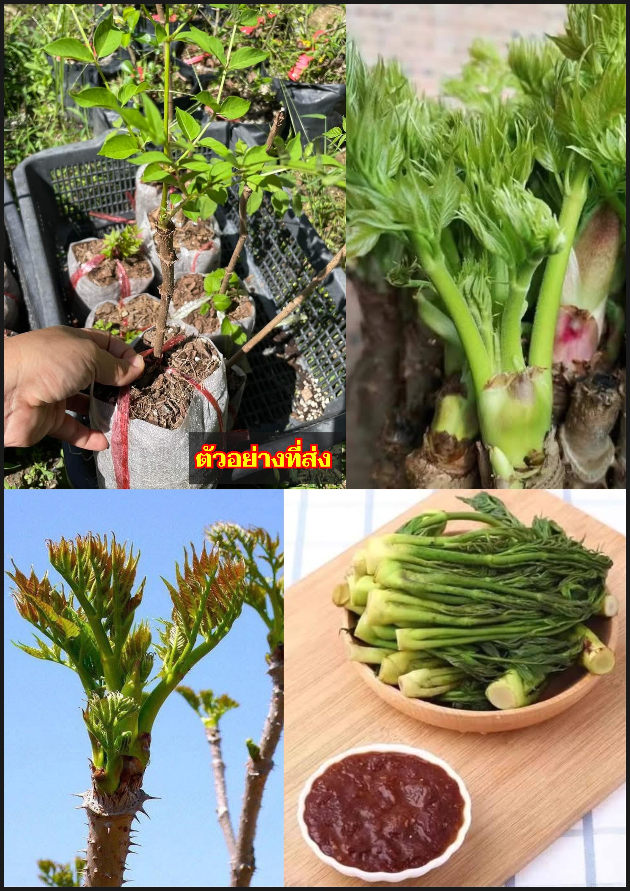 ต้น ผักหนามป่า ผักหนามเกาหลี ต้นผักหนาม Lasia spinosa / klisnus